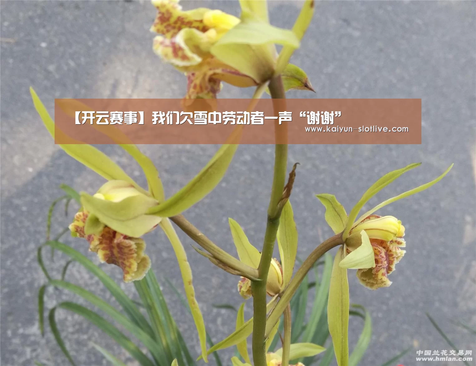 开云赛事
