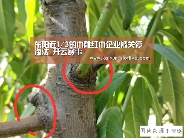 东阳近1/3的木雕红木企业被关停淘汰_开云赛事(图1) 开云足球